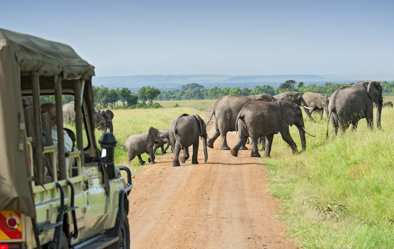 Best Safaris from Cape Town