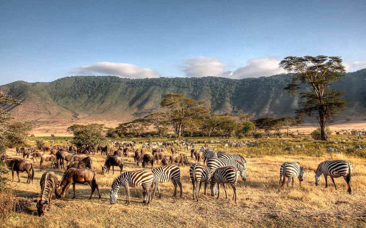 Best Safaris in Tanzania