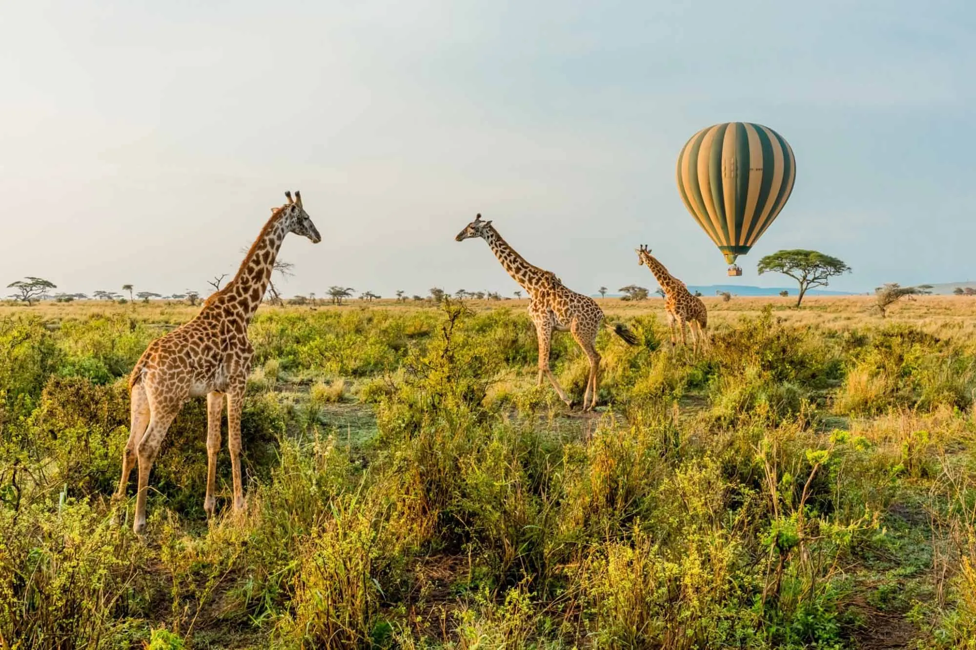 Best Safaris in Tanzania