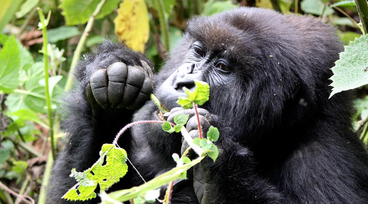 Beyond the Wildebeest Migration