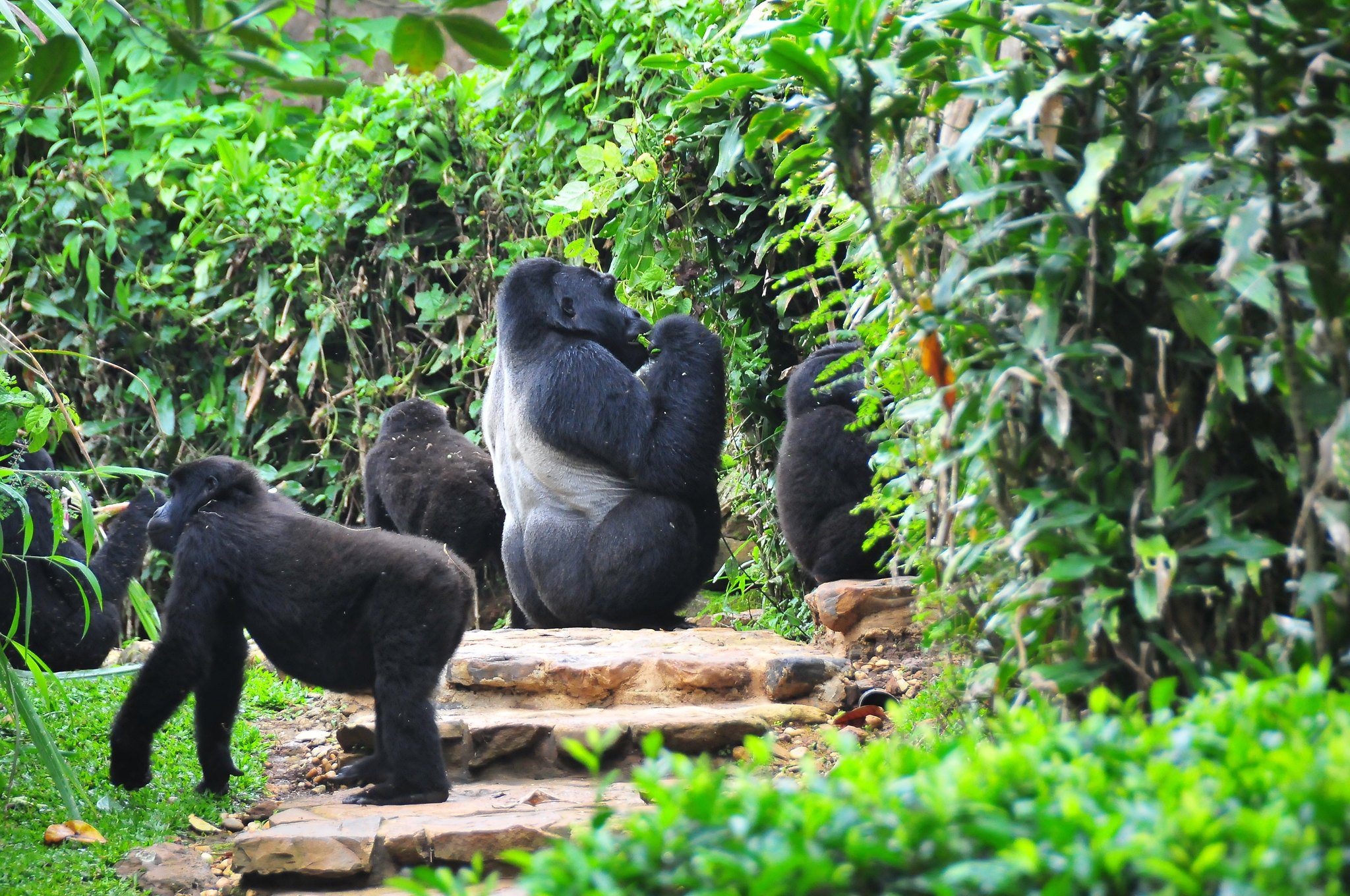 Bwindi Impenetrable Forest National Park