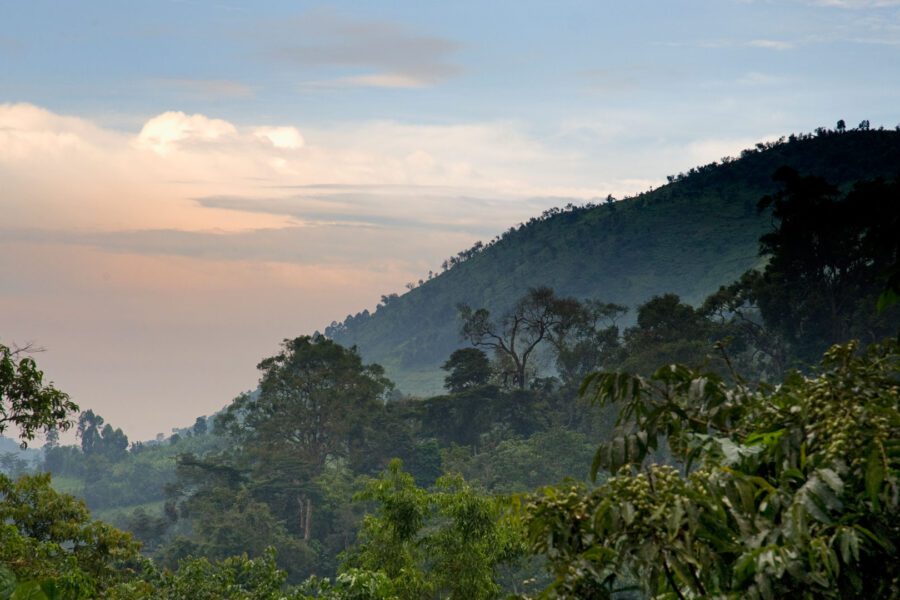 Bwindi Impenetrable Forest National Park