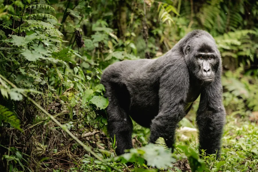 Bwindi Impenetrable Forest National Park