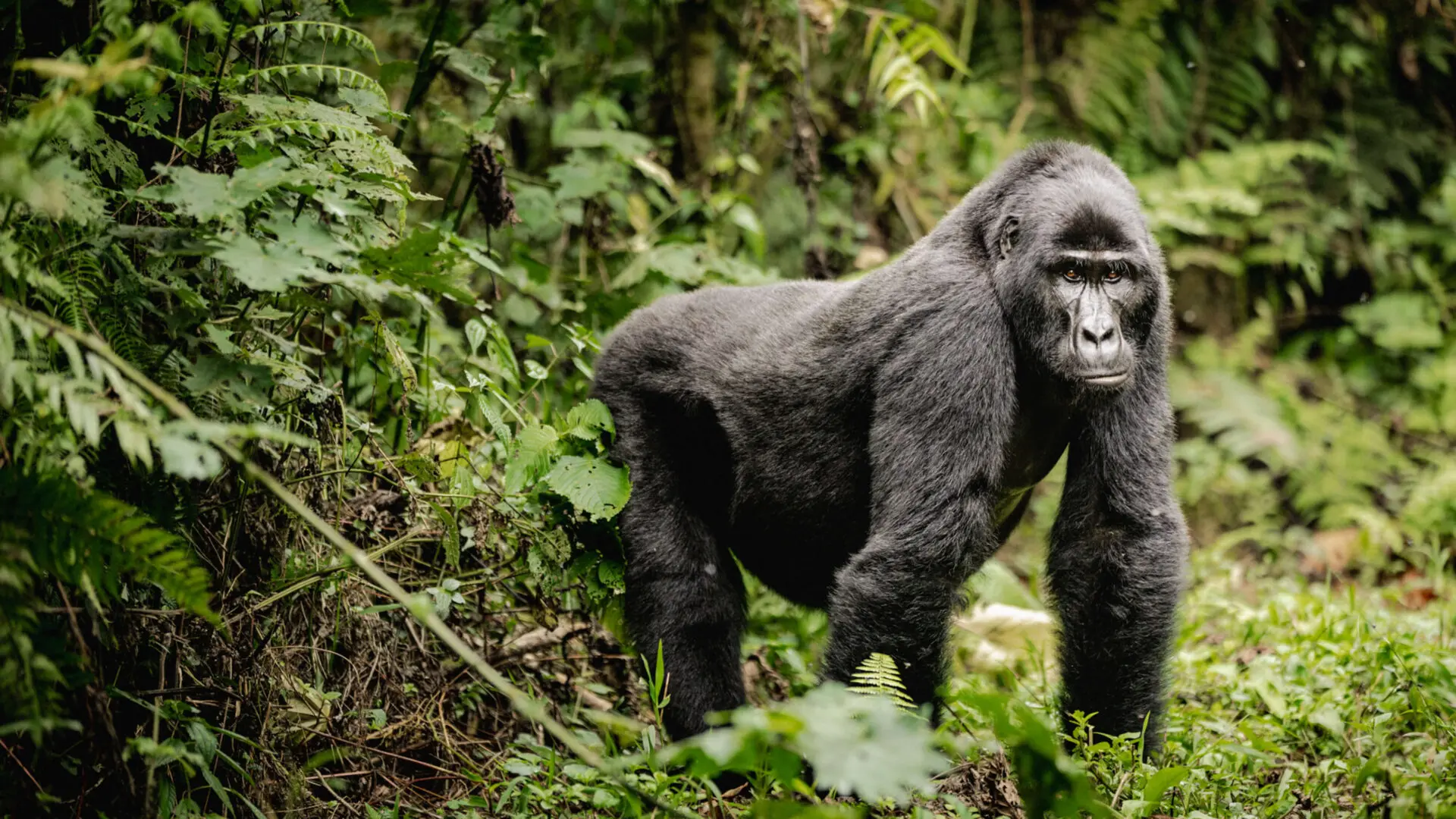 Bwindi Impenetrable Forest National Park
