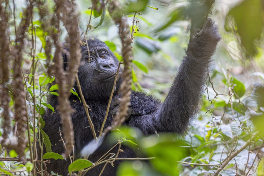 Bwindi Impenetrable Forest National Park