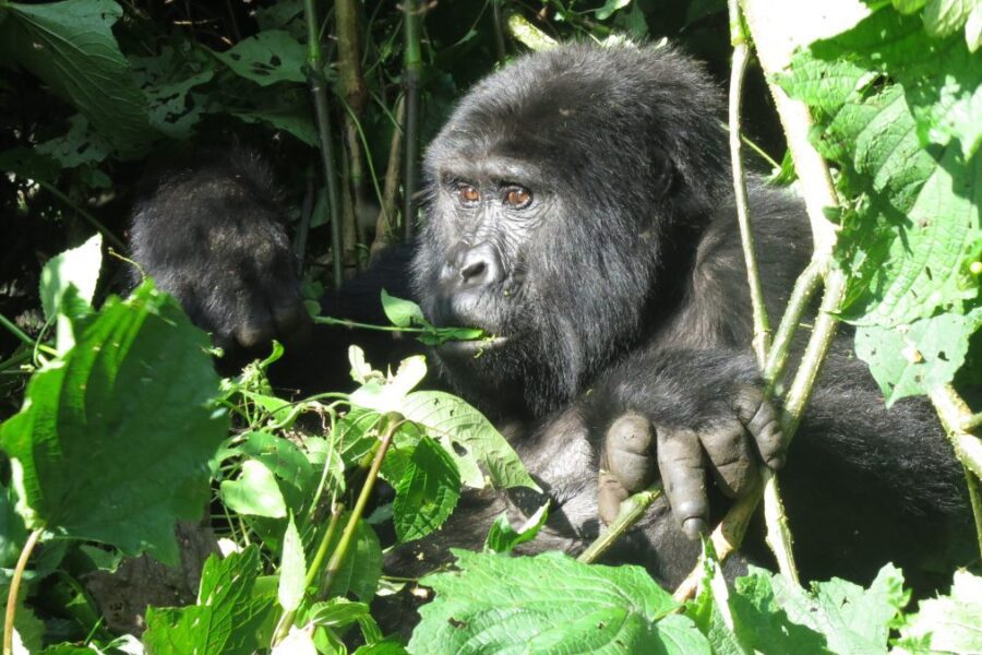 Bwindi Impenetrable Forest National Park