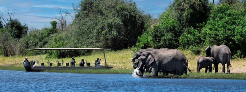 Chobe National Park 1 December