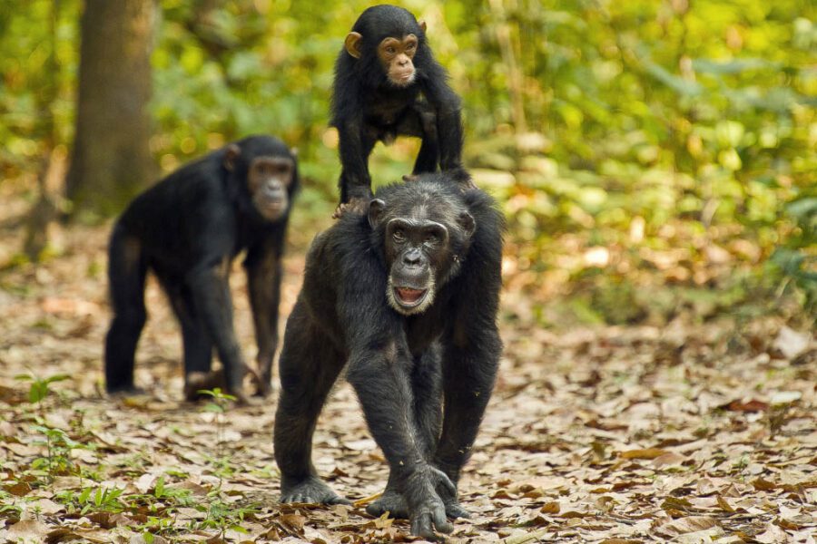 Gombe Stream National Park Gombe Stream National Park