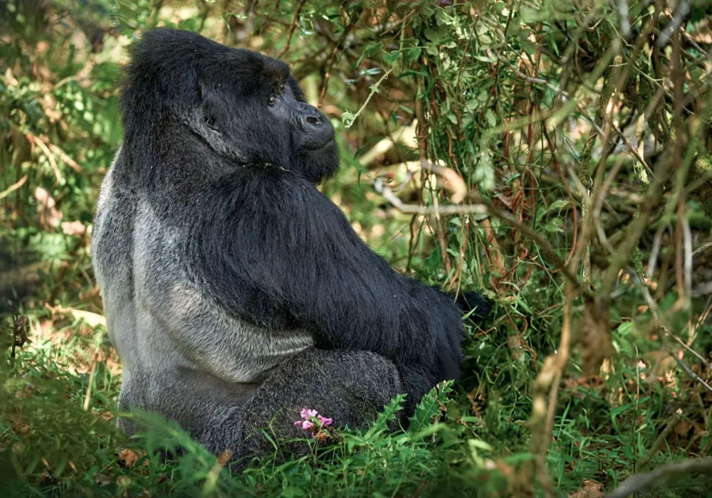 Gorilla Trekking, Masai Mara and Serengeti Safari (Itinerary) 2 Gorilla Trekking, Masai Mara and Serengeti Safari (Itinerary) 2