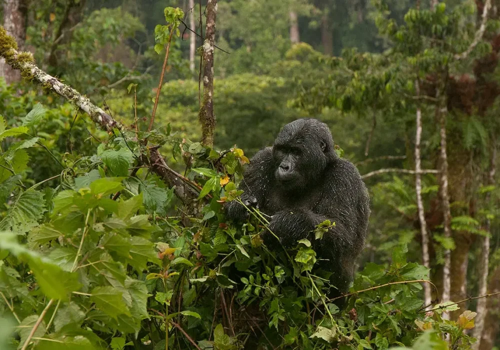 Gorilla Trekking, Masai Mara and Serengeti Safari (Itinerary)3 Gorilla Trekking, Masai Mara and Serengeti Safari (Itinerary)