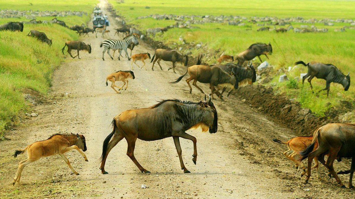 Gorilla trekking and wildebeest calving itinerary