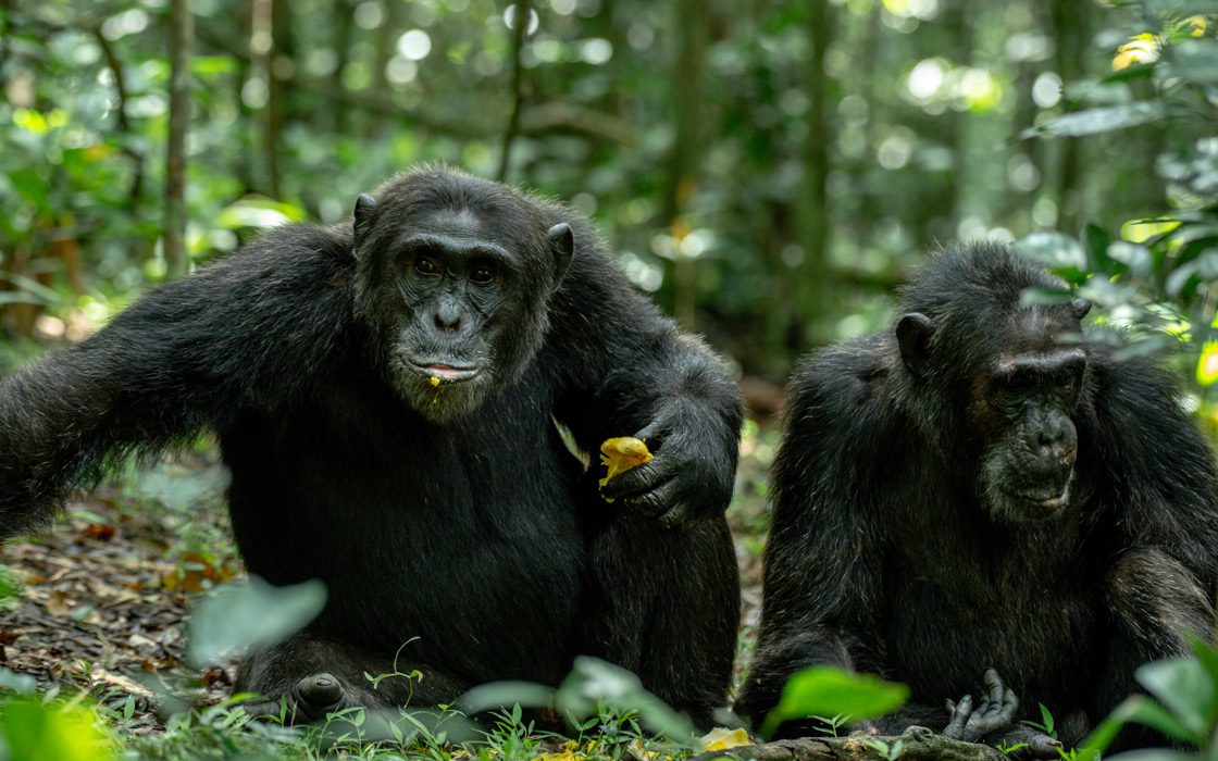 Gorillas and Chimpanzee Conservation Safari Itinerary