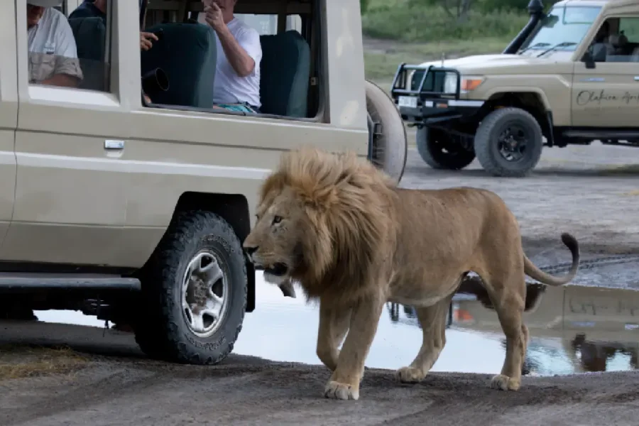 Highest Impact Safaris