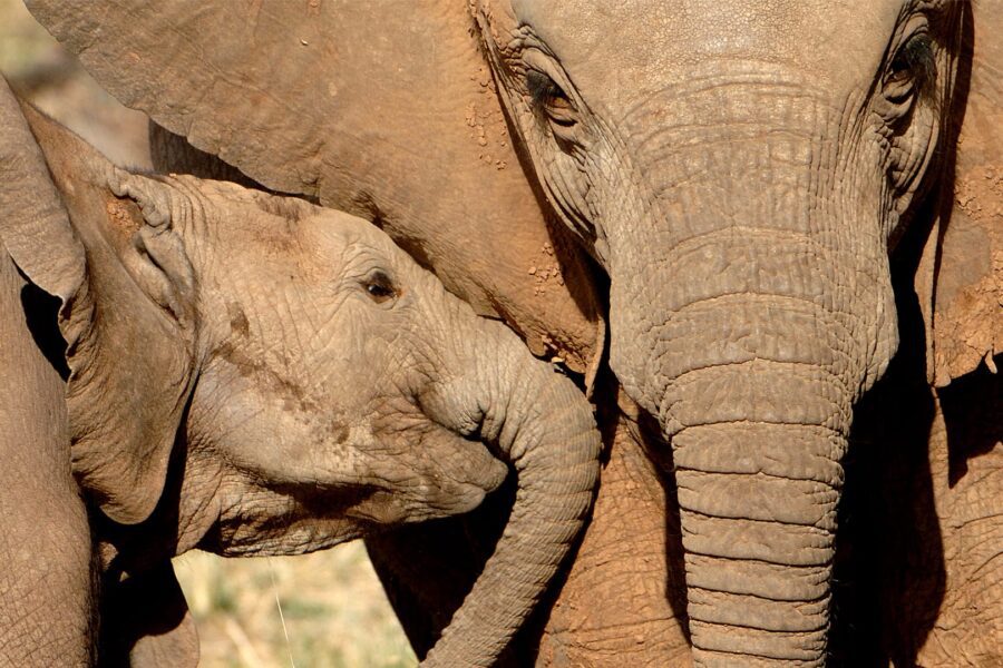 Highest Impact Safaris