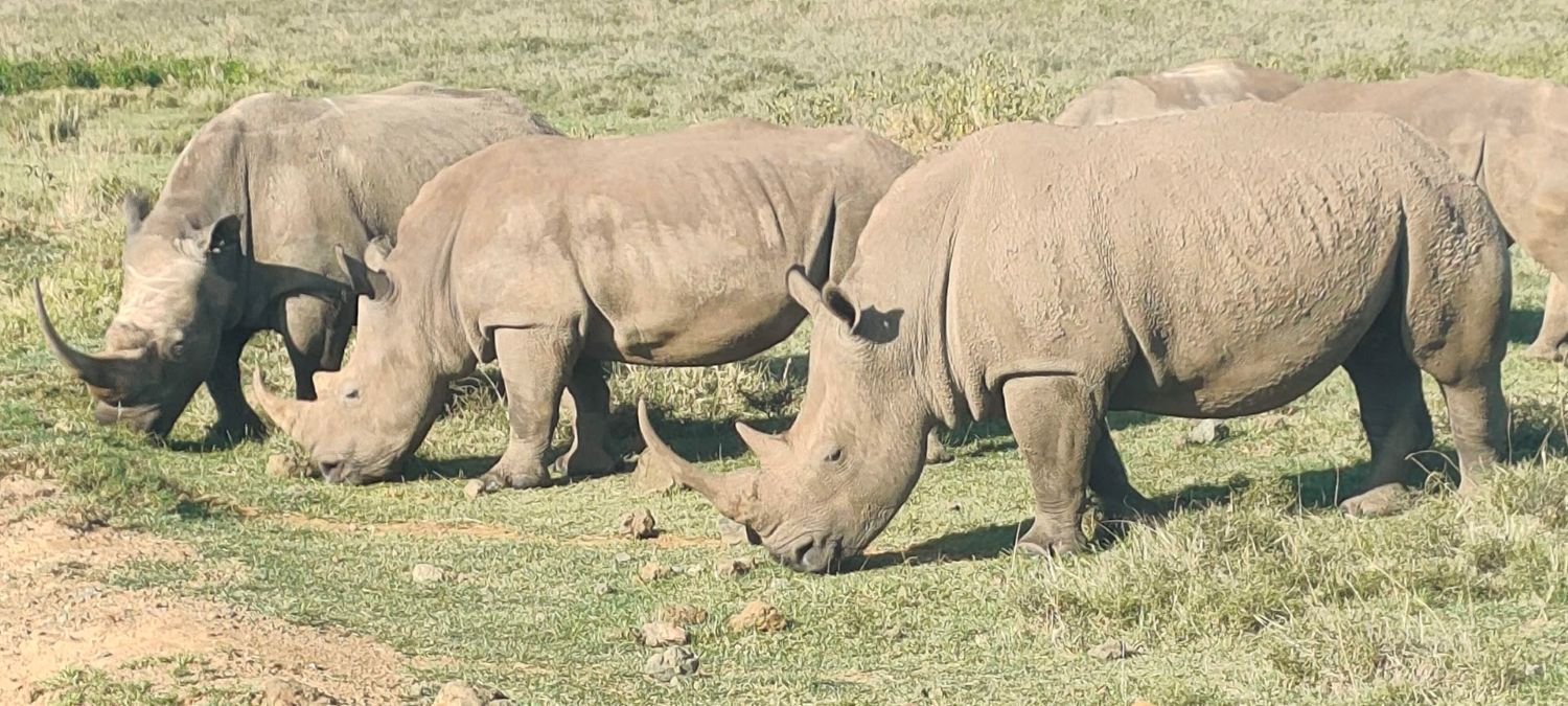 How Many Days Are Enough for a Tanzania Safari?