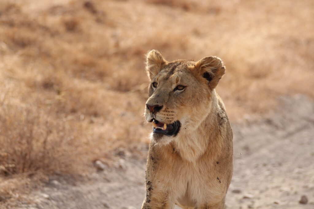 How Much Does It Cost to Go Wildlife Safari Kenya