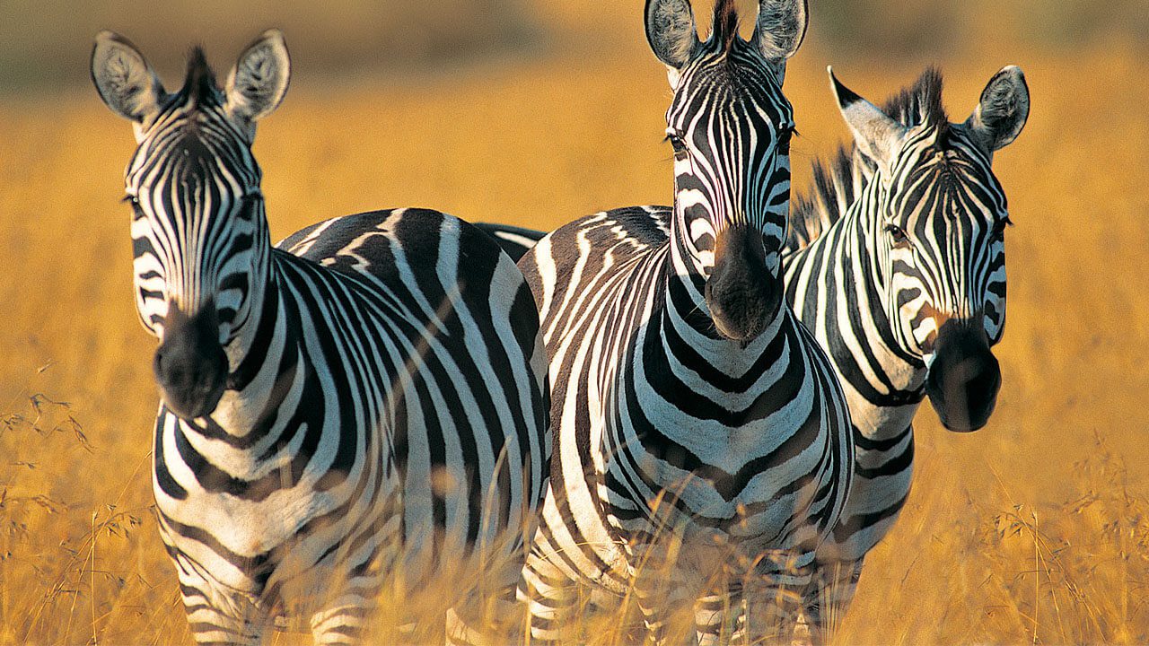 How Much Does It Cost to Go Wildlife Safari Kenya