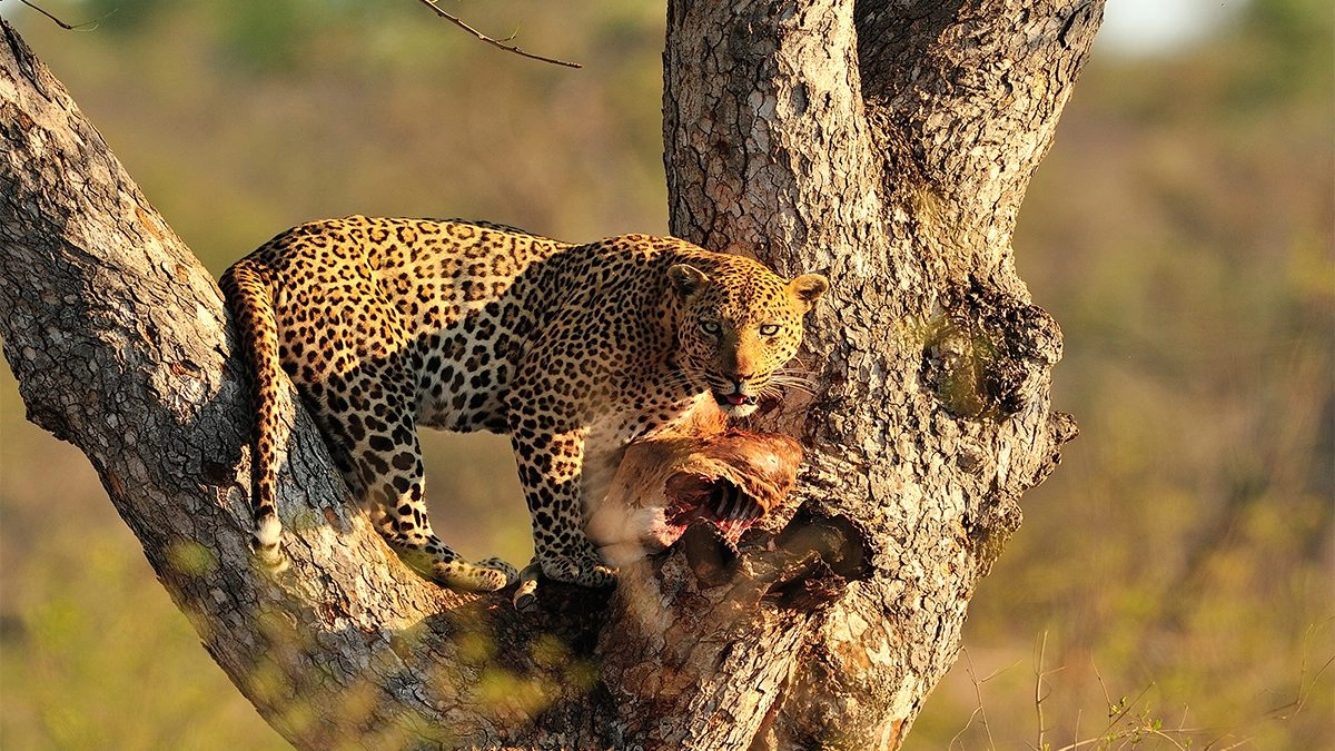 How Much Does It Cost to Go Wildlife Safari Tanzania