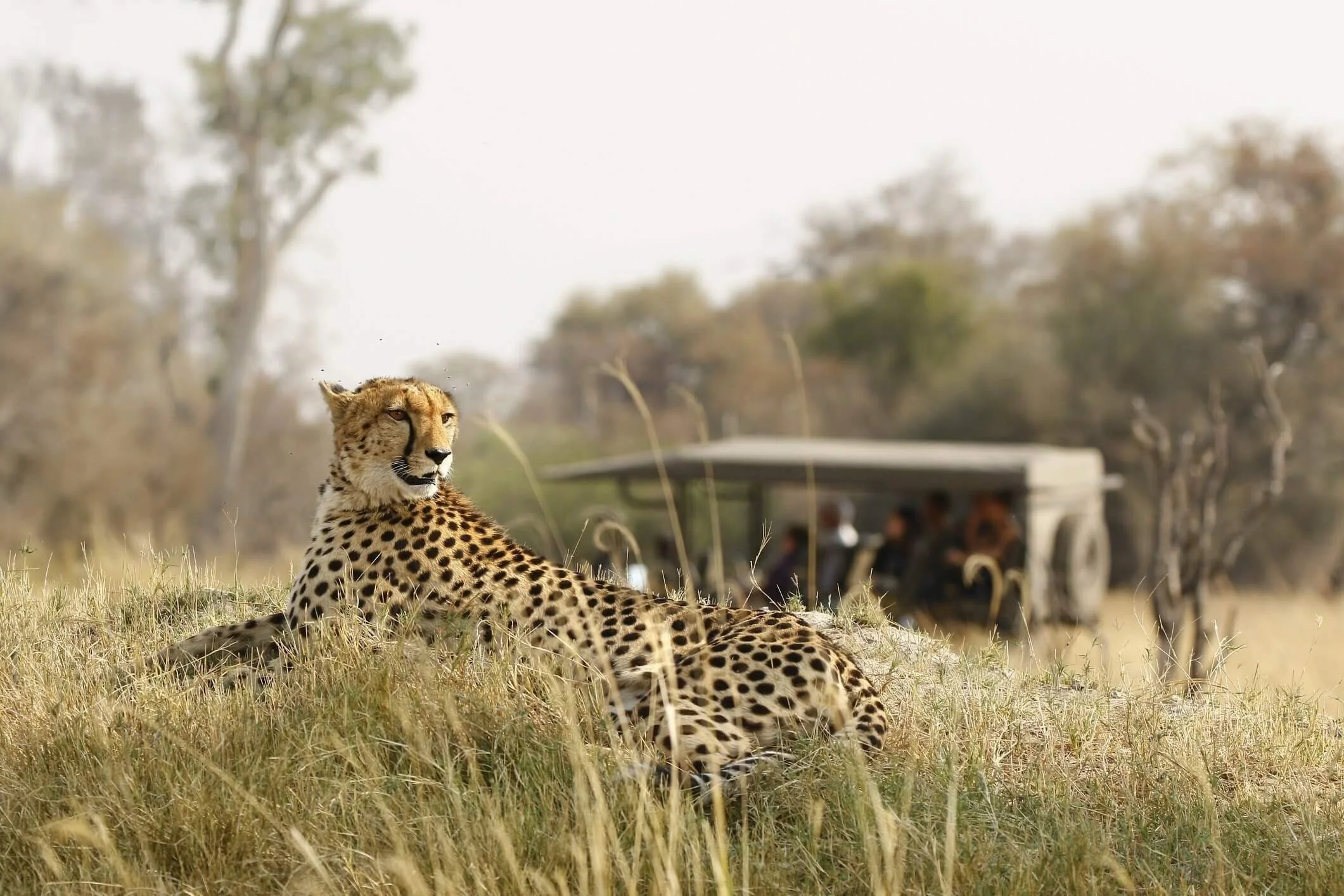 How Much Does a Safari Trip Cost in Tanzania