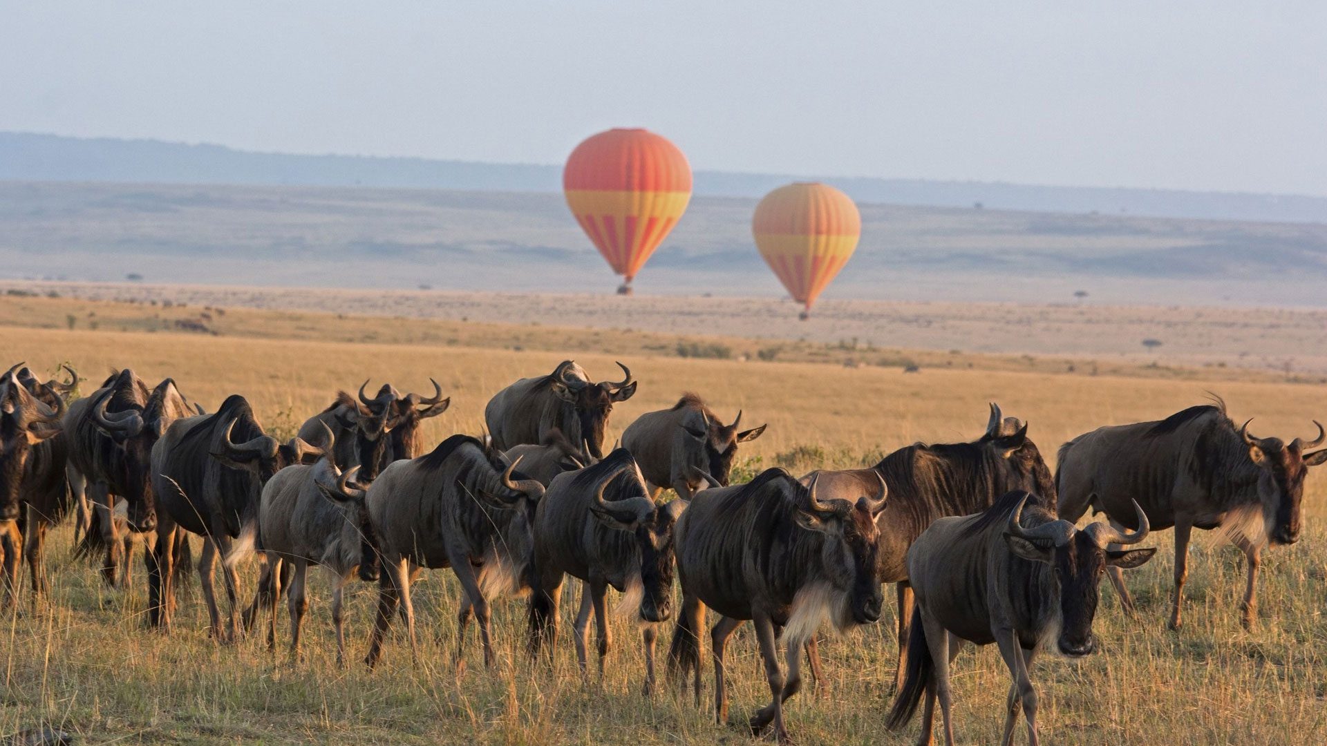 How to Choose the Best Spot for Wildebeest Migration