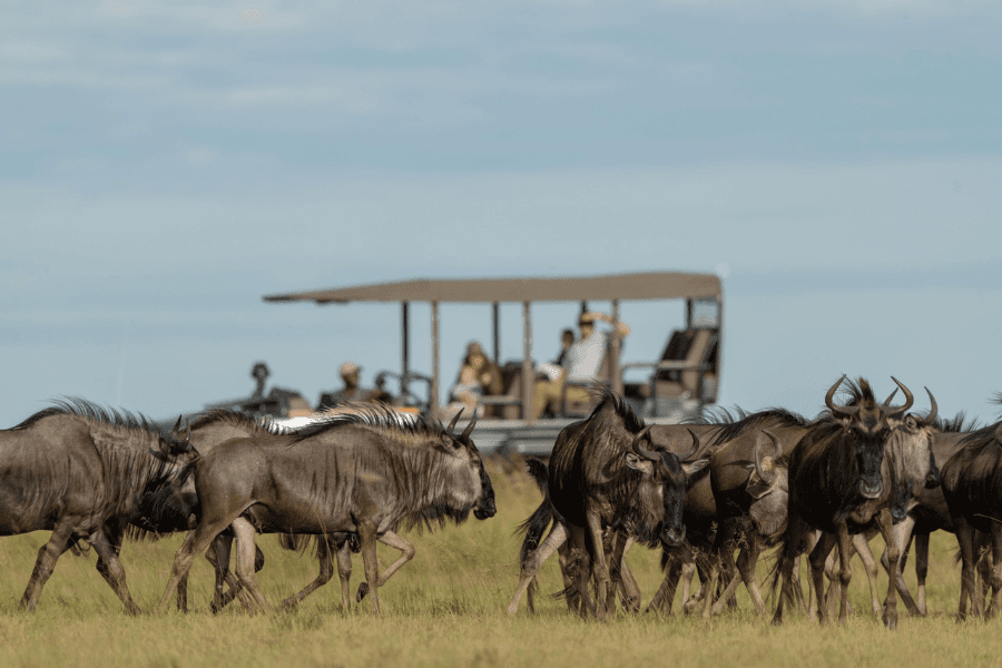 How to Choose the Best Spot for Wildebeest Migration