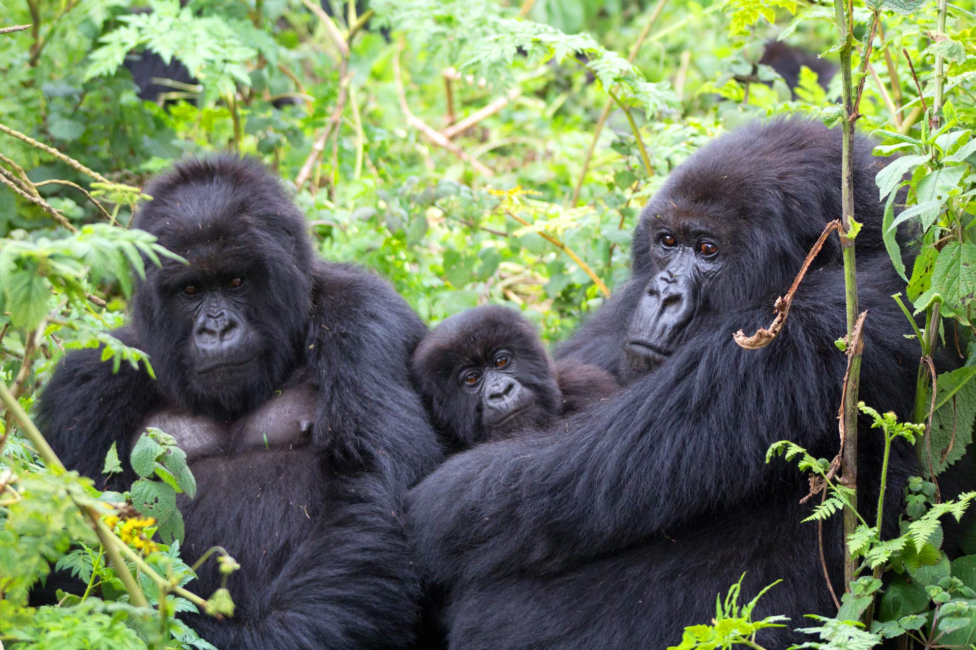 How to Plan a Safe Gorilla Trek in Africa