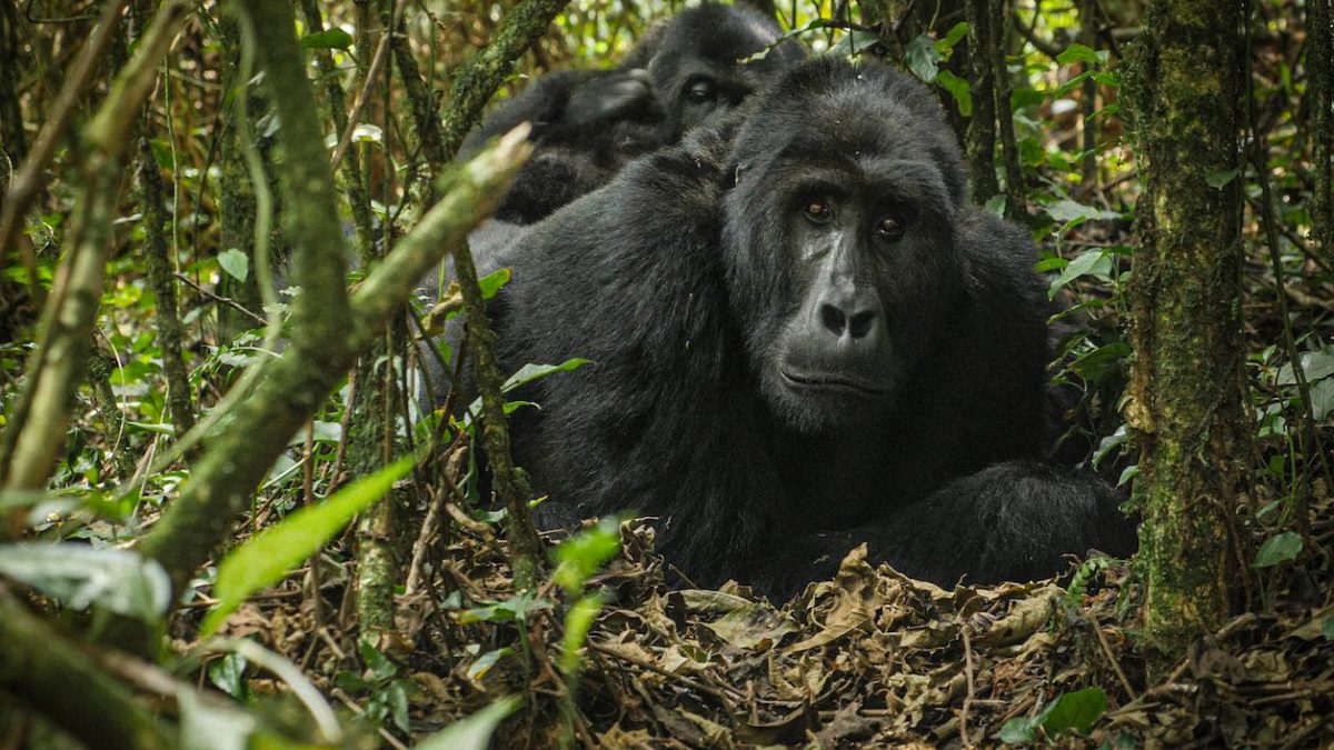 How to Plan a Safe Gorilla Trek in Africa