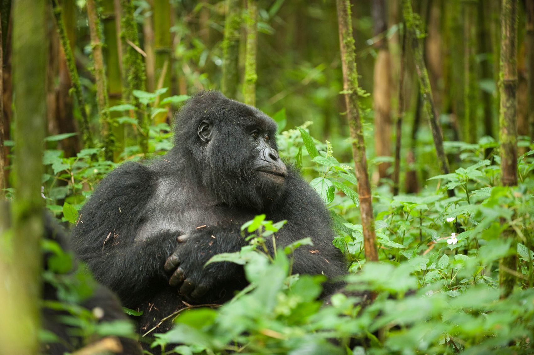 How to Plan a Safe Gorilla Trek in Africa
