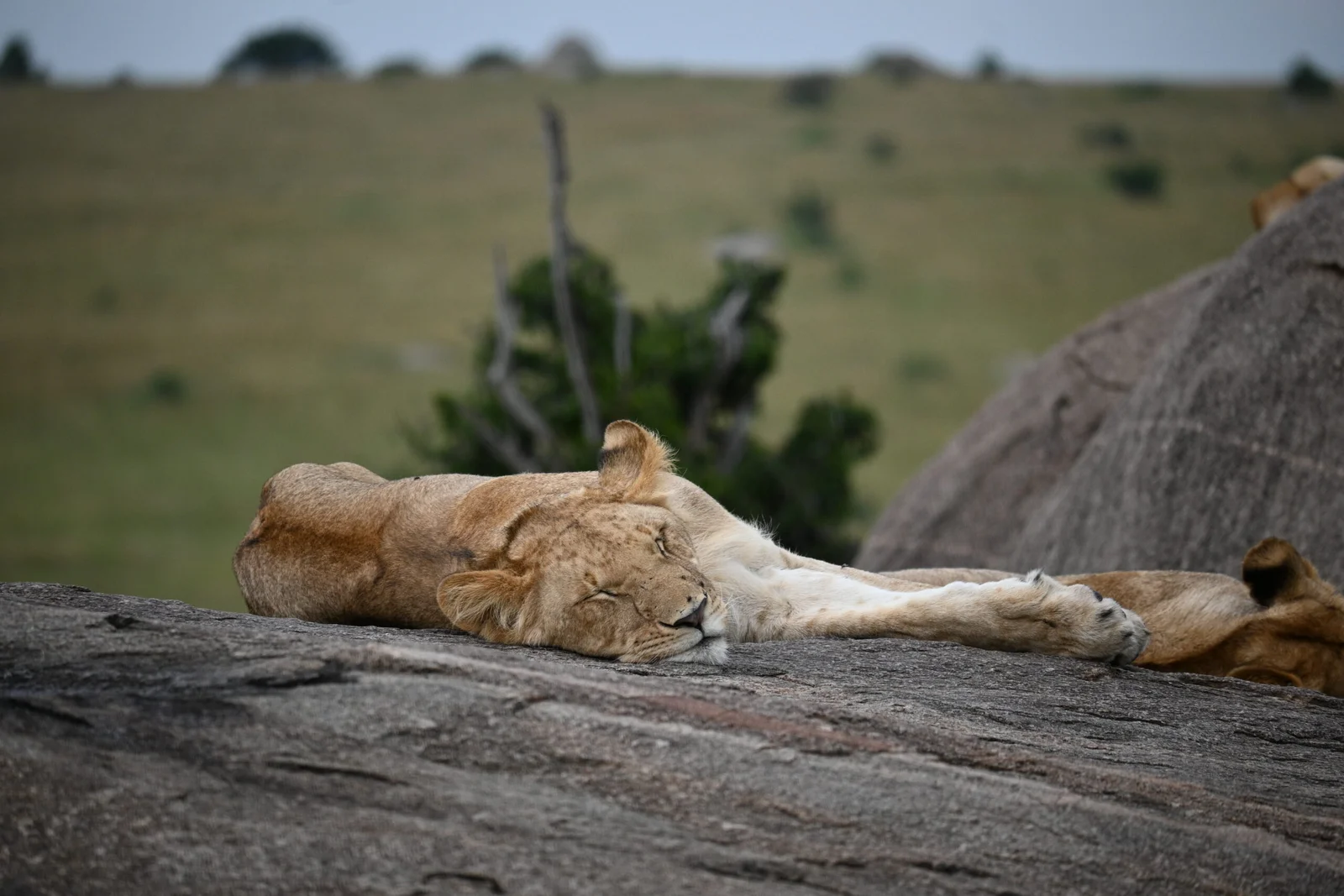 How to Plan a Safe Holiday in Serengeti