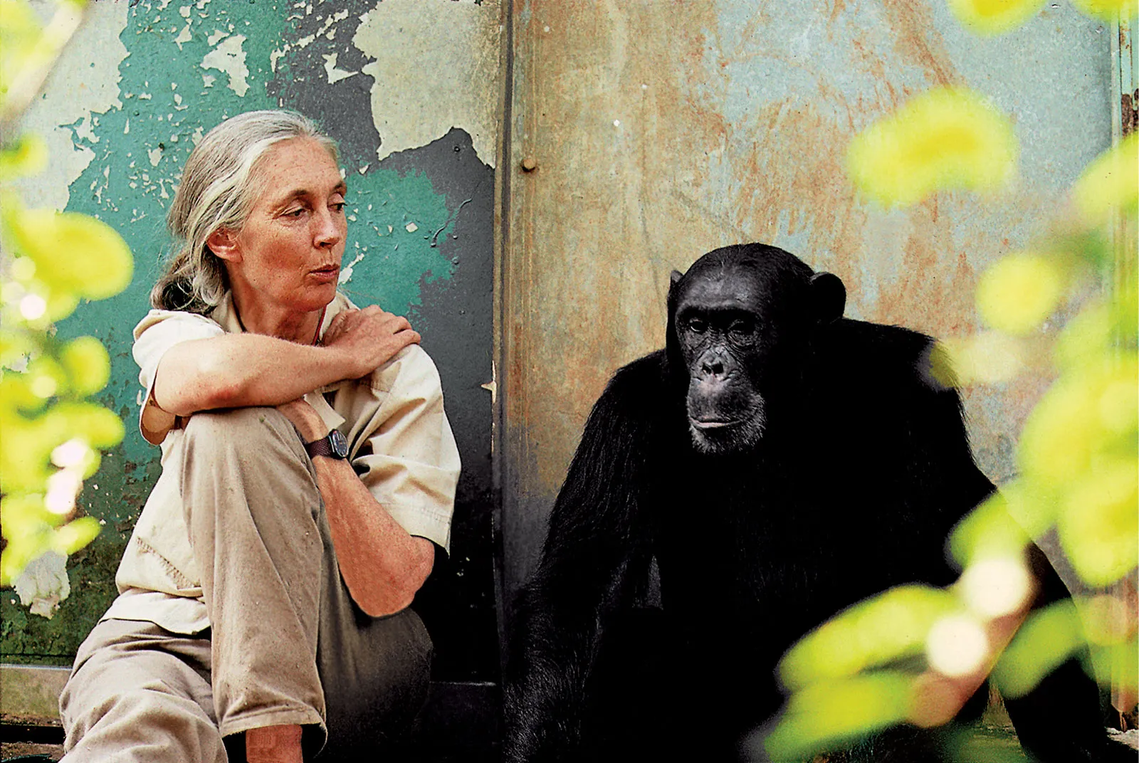 In Honor of Dr. Jane Goodall