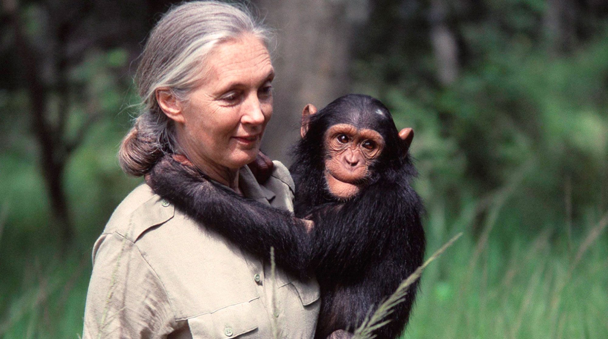 In Honor of Dr. Jane Goodall