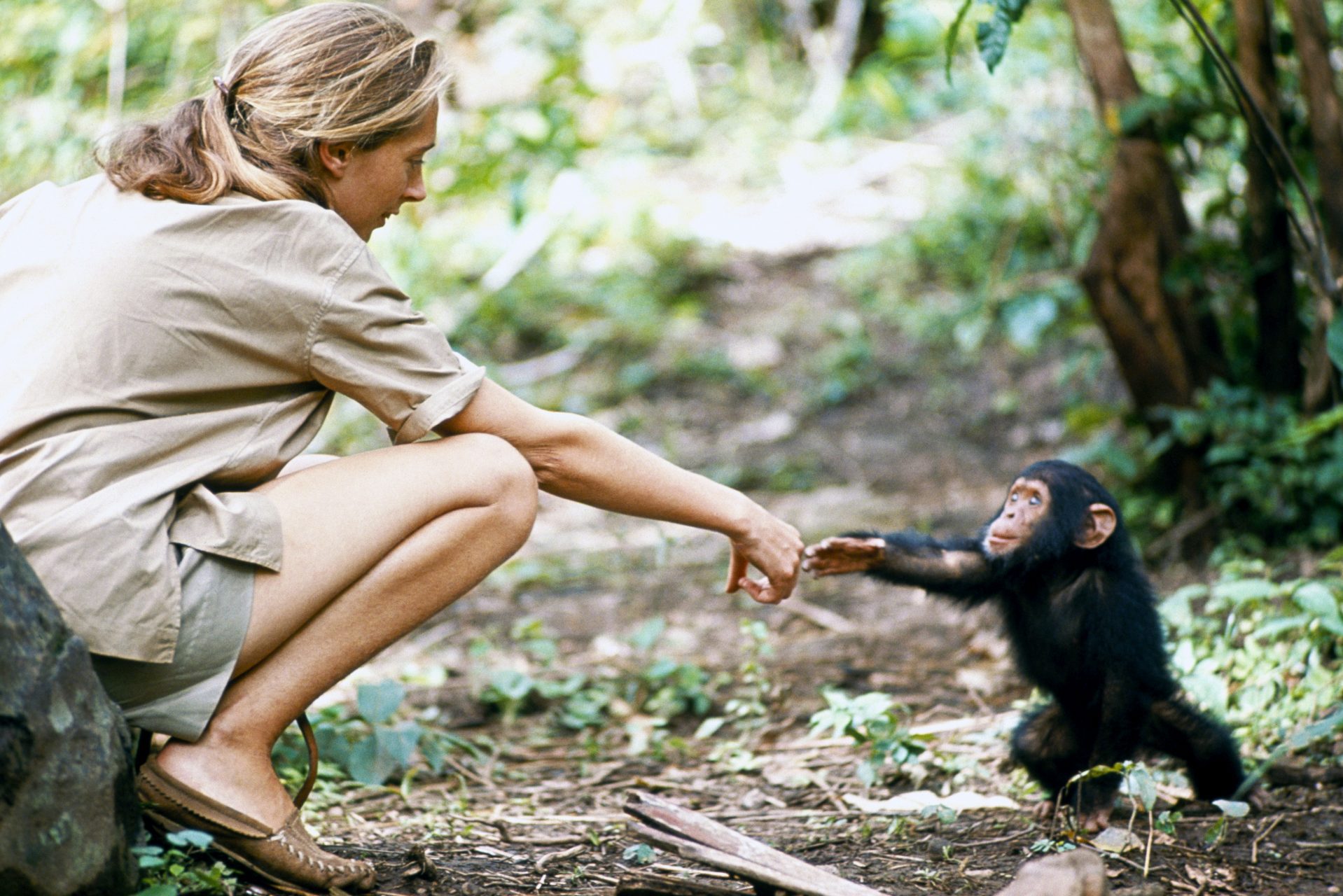In Honor of Dr. Jane Goodall