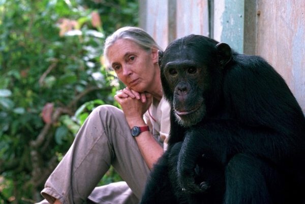 In Honor of Dr. Jane Goodall