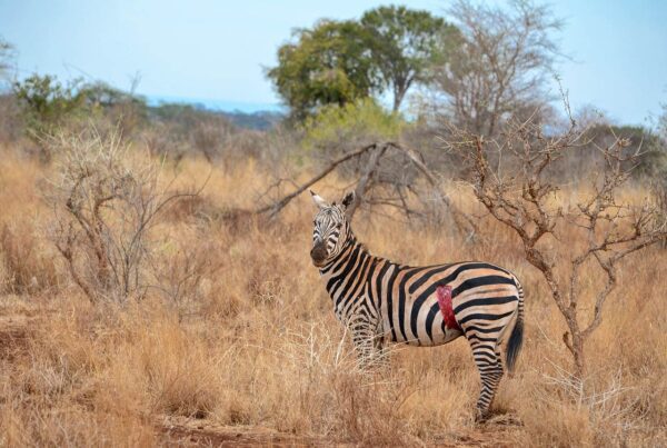 Is Safari Cheaper in Kenya or Tanzania?