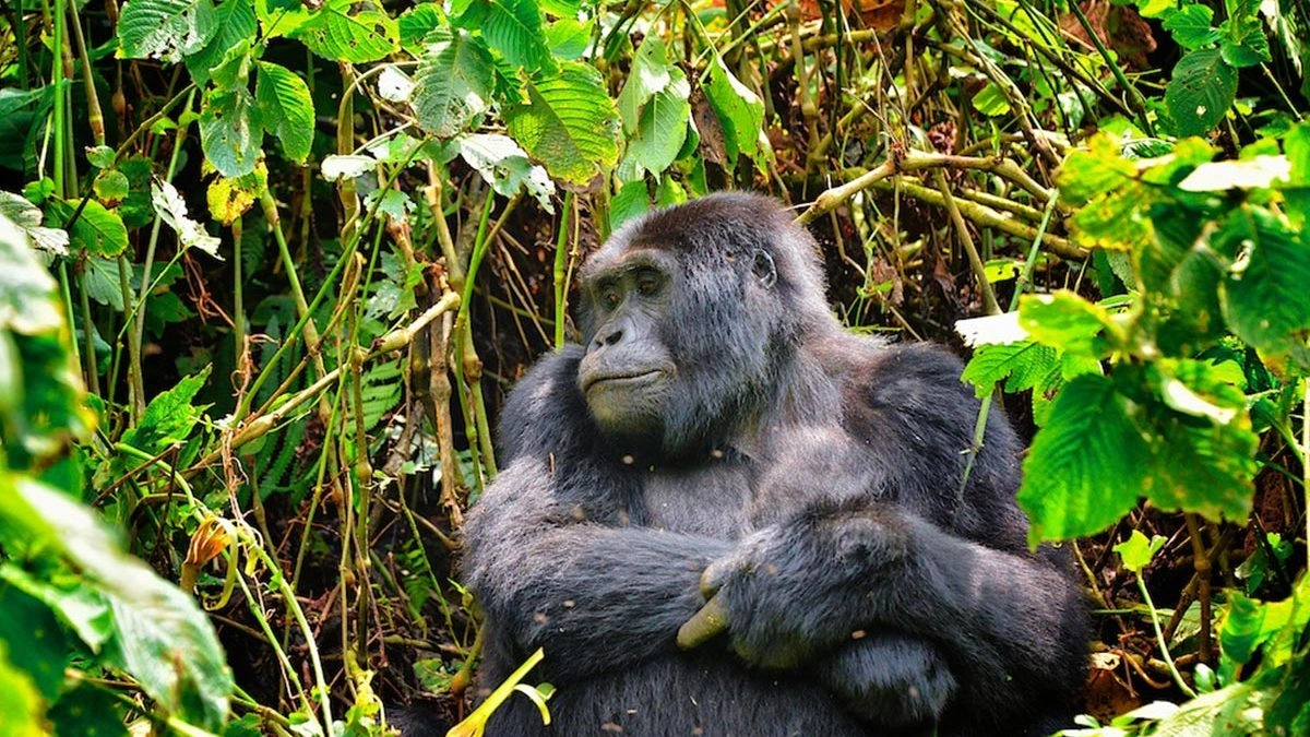 Just Gorillas in Volcanoes National Park