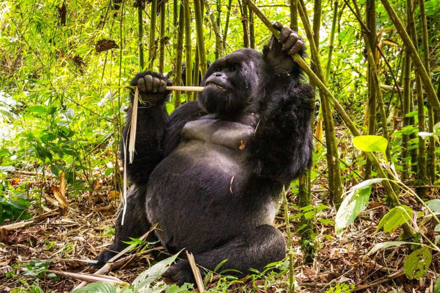 Kahuzi-Biega National Park 1 Kahuzi-Biega National Park