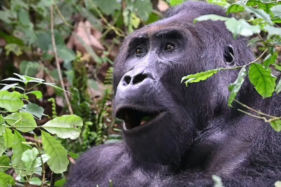 Kahuzi-Biega National Park 4 Kahuzi-Biega National Park