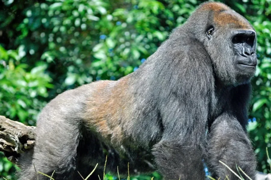 Kahuzi-Biega National Park Kahuzi-Biega National Park