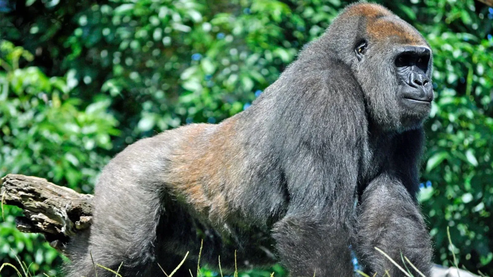 Kahuzi-Biega National Park