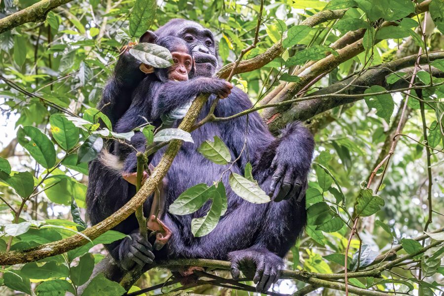 Kibale Forest National Park