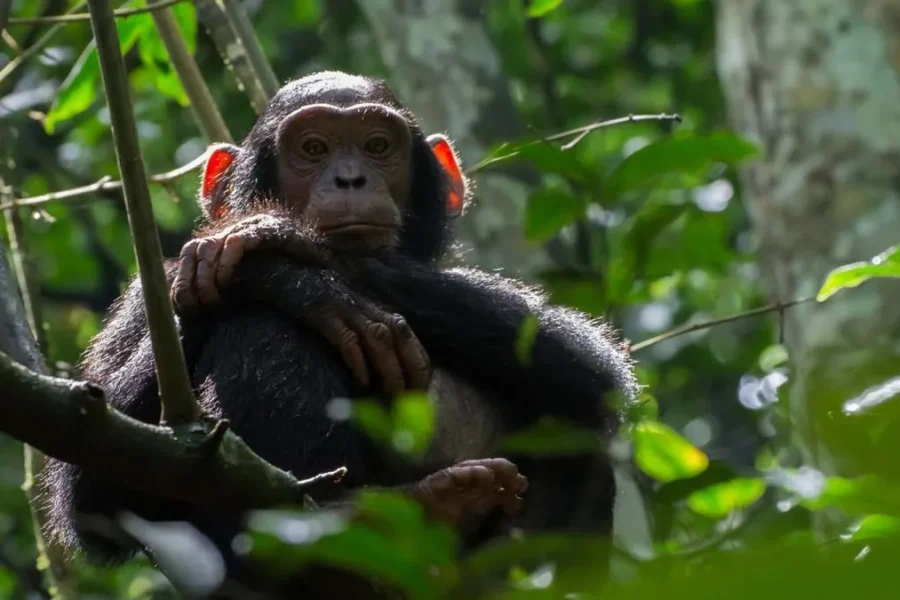 Kibale Forest National Park