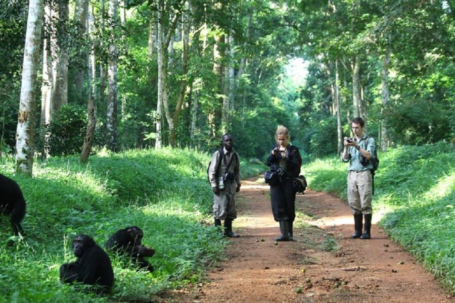 Kibale Forest National Park