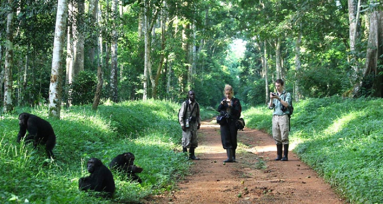 Kibale Forest National Park