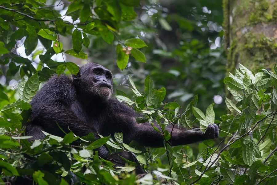 Kibale Forest National Park