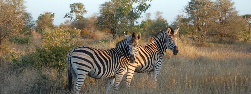 Kruger National Park 21 November