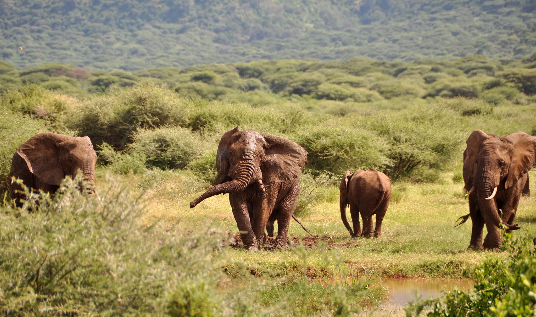 Lake Manyara National Park