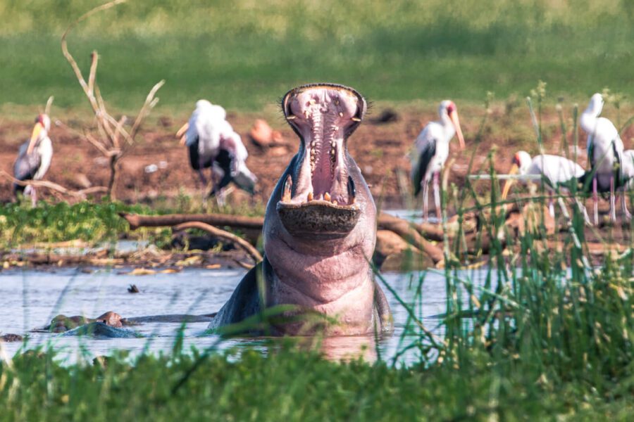 Lake Manyara National Park