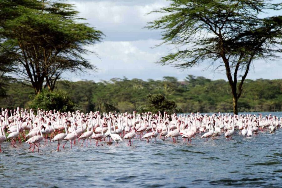 Lake Naivasha National Park 4 Lake Naivasha National Park