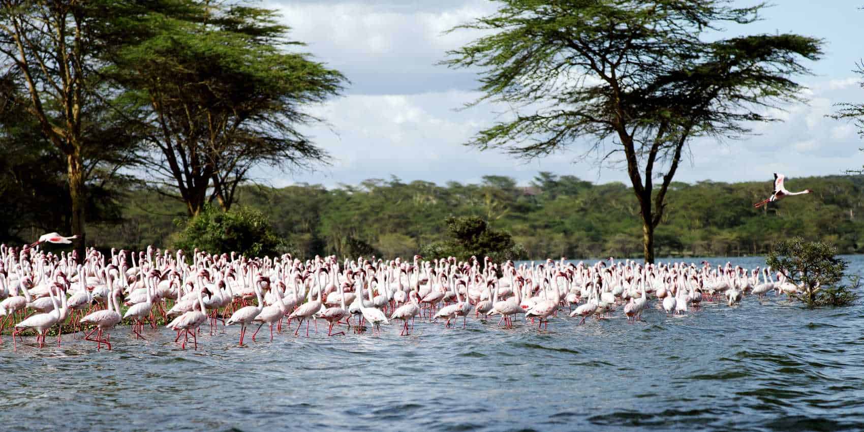 Lake Naivasha National Park