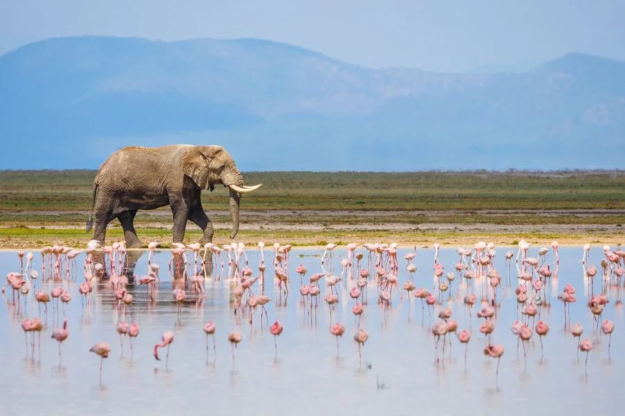 Lake Naivasha National Park 6 Lake Naivasha National Park